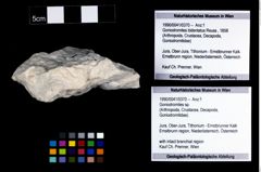 Foto (Objekt + Etikett) von Goniodromites sp.  (NHMW-GEO-1990-0041-0370)